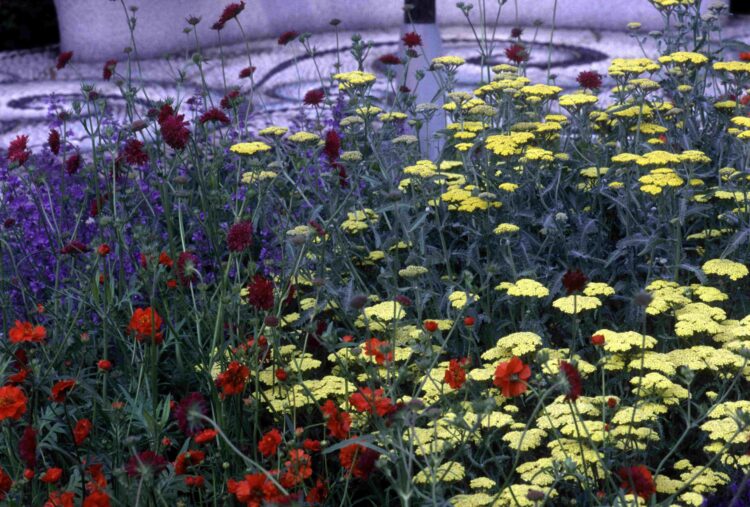 ACHILLEA MOONSHINE GROWING IN A MIXED BORDER