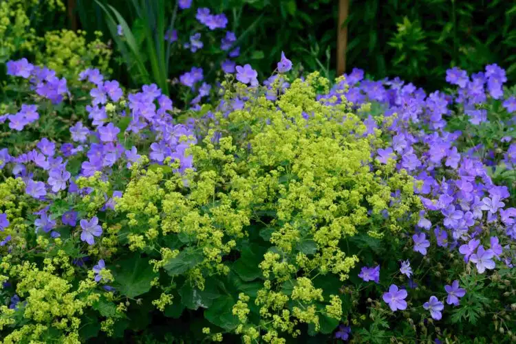 ALCHEMILLA MOLLIS GROWING WITH CAMPANULA