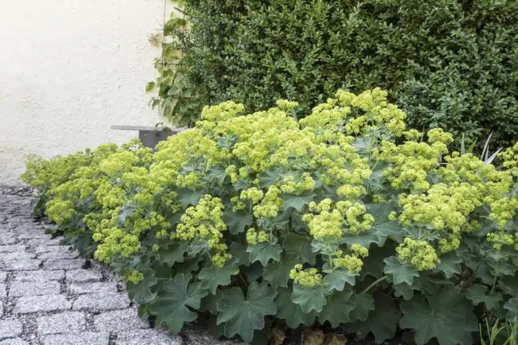 ALCHEMILLA MOLLIS IN FLOWER