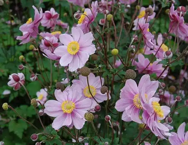 ANEMONE X HYBRIDA SEPTEMBER CHARM IN FLOWER