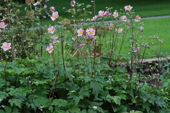 ANEMONE SEPTEMBER CHARM GROWING IN A FLOWERBED