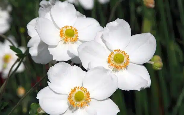 ANEMONE HONORINE JOBERT FLOWER DETAIL