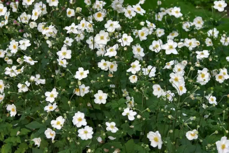 LARGE DRIFT OF ANEMONE HONORINE JOBERT IN FLOWER