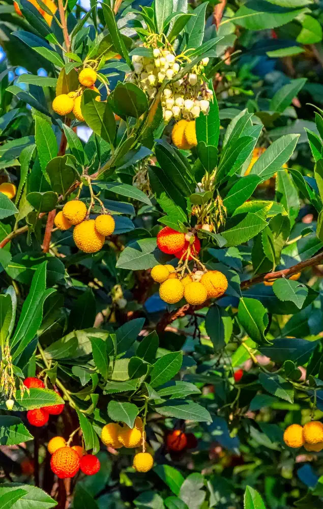 ARBUTUS UNEDO COMPACTA