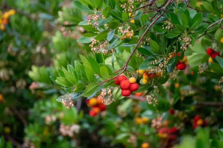 ARBUTUS UNEDO COMPACTA SHRUB SHOWING FRUITS AND FLOWERS APPEARING AT THE SAME TIME