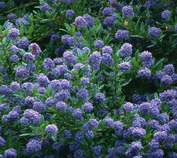 CEANOTHUS AUTUMNAL BLUE IN FLOWER