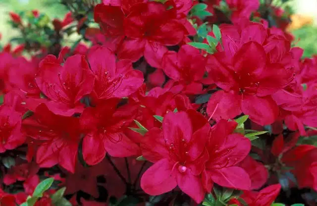 AZALEA MOTHERS DAY FLOWER DETAIL