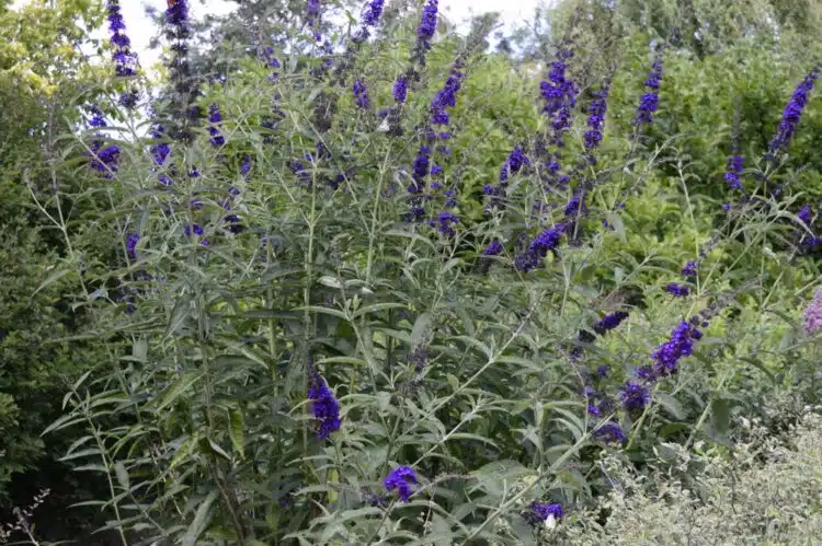 MATURE BUDDLEJA DAVIDII BLACK KNIGHT SHRUB IN FLOWER