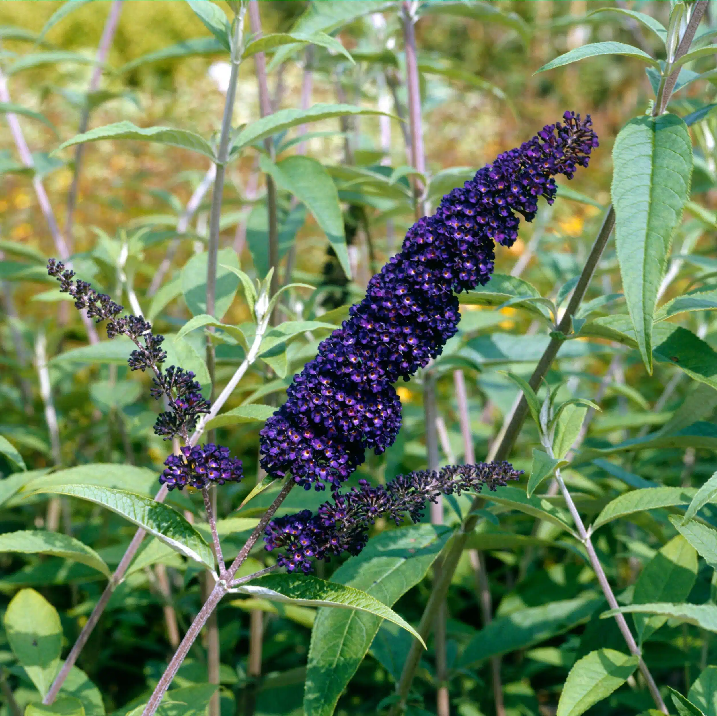 BUDDLEJA BLACK KNIGHT FLOWER DETAIL