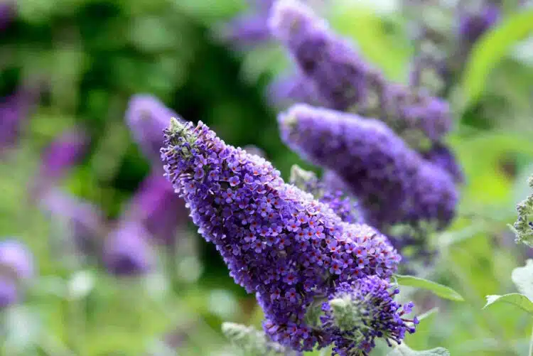 BUDDLEJA LOCHINCH FLOWER DETAIL