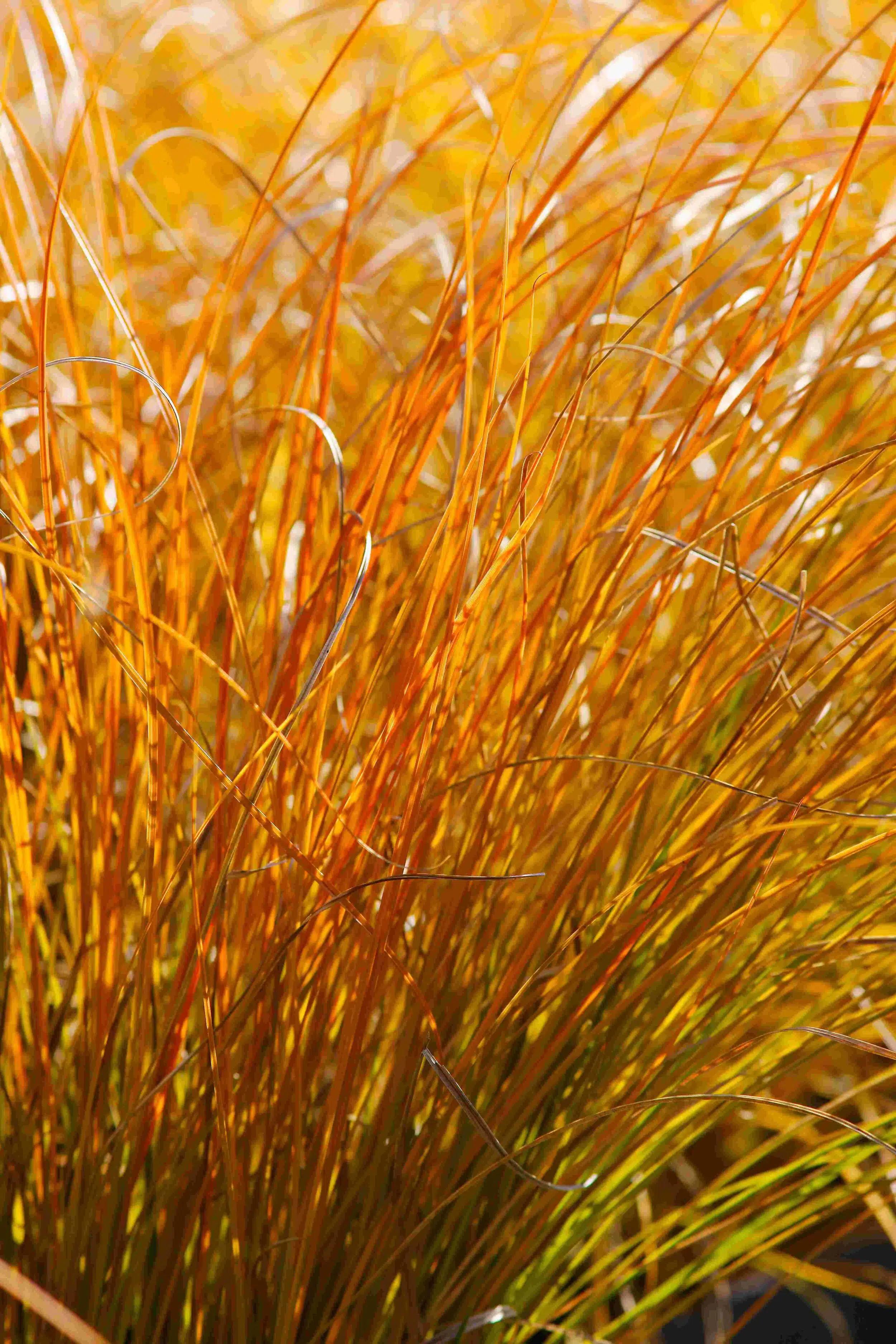 CAREX TESTACEA PRARIE FIRE