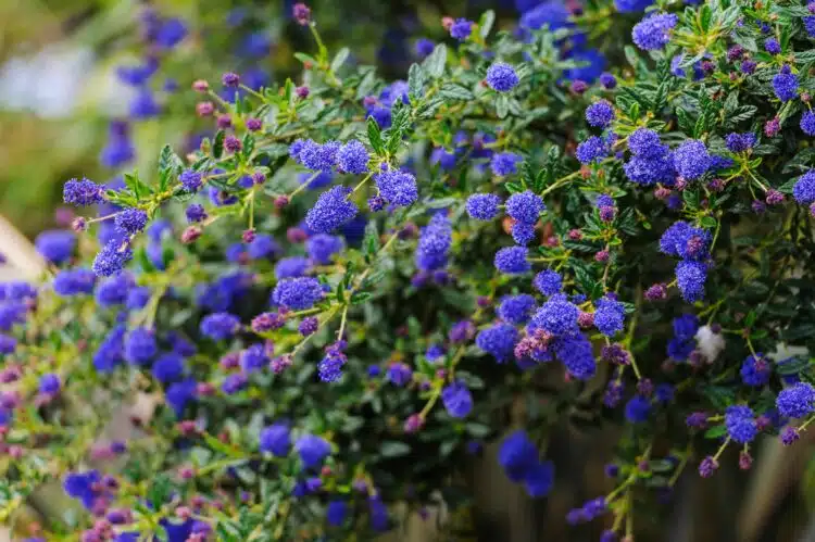 MATURE CEANOTHUS CONCHA SHRUB WITH MANY BLUE FLOWERS