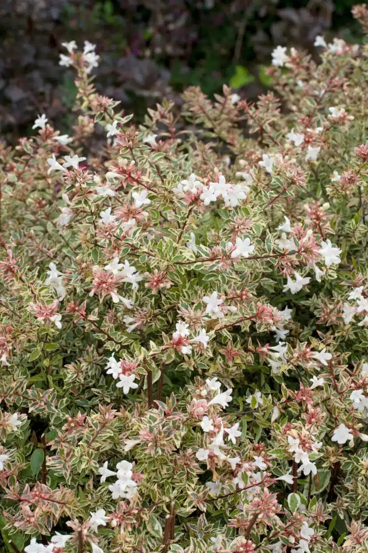 ABELIA X GRANDIFLORA CONFETTI SHRUB IN FLOWER