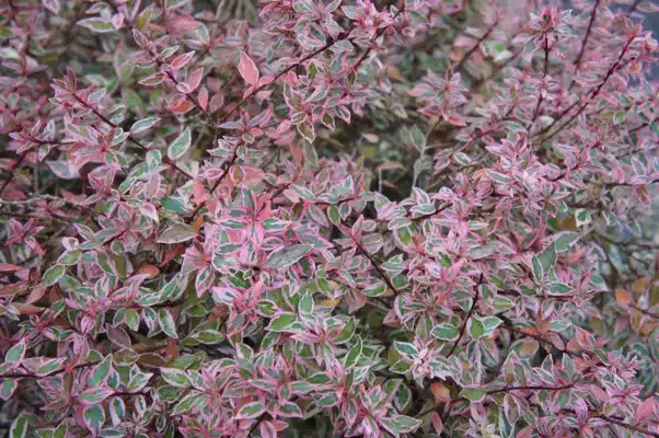 ABELIA X GRANDIFLORA CONFETTI FOLIAGE