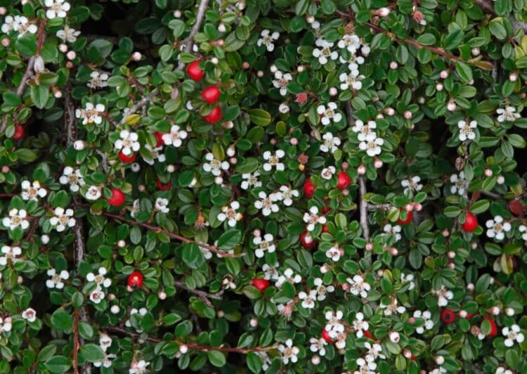 WHITE FLOWERS AND RED BERRIES ON COTONEASTER DAMMERI PLANT