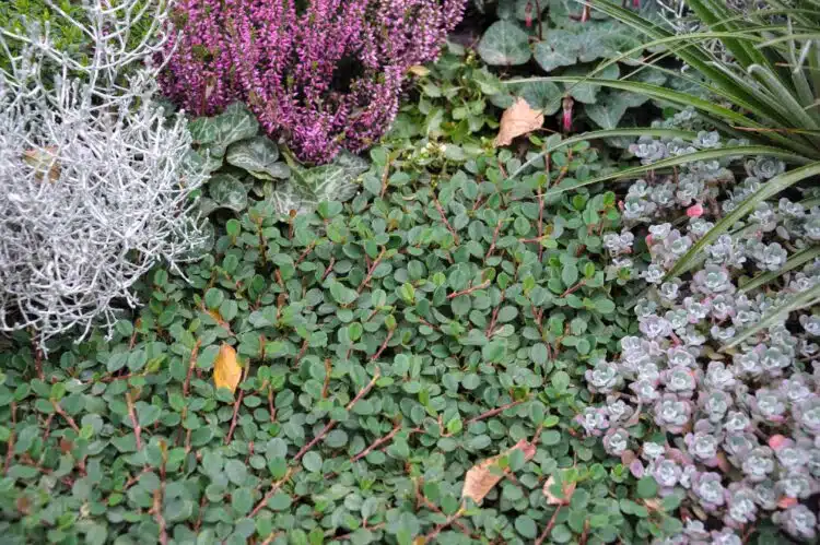 COTONEASTER DAMMERI USED AS GROUND COVER