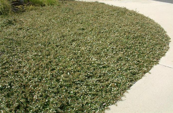 COTONEASTER DAMMERI USED AS EVERGREEN GROUND COVER