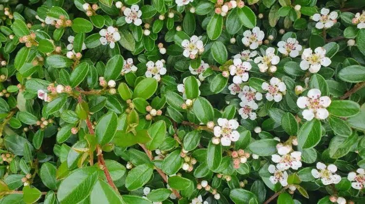 COTONEASTER DAMMERI FLOWER DETAIL