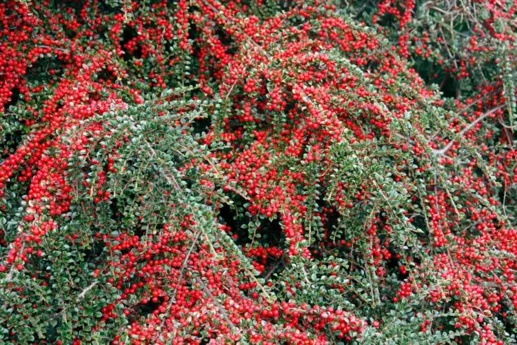 MANY RED BERRIES ON WALLSPRAY COTONEASTER