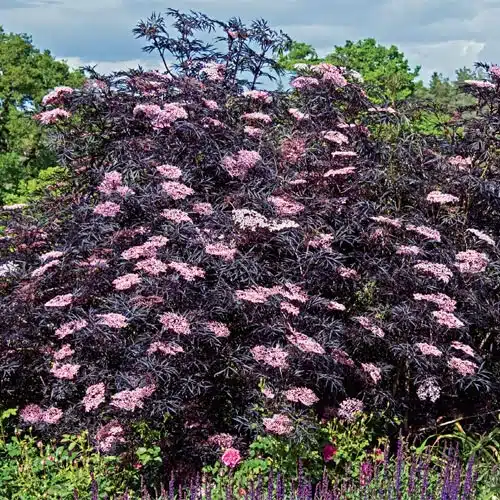 MATURE SAMBUCUS NIGRA BLACK LACE SHRUB IN FLOWER