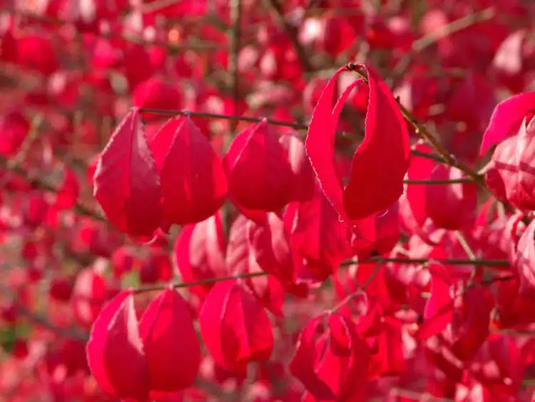 EUONYMUS ALATUS COMPACTUS BRILLIANT RED AUTUMN LEAF COLOUR