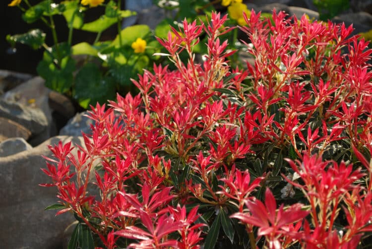 BRIGHT RED YOUNG GROWTH OF PIERIS FLAMING SILVER