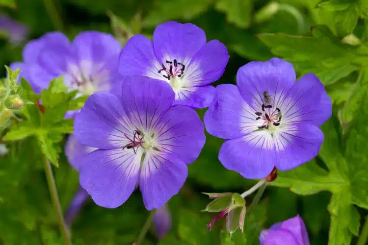 GERANIUM ROZANNE FLOWER DETAIL