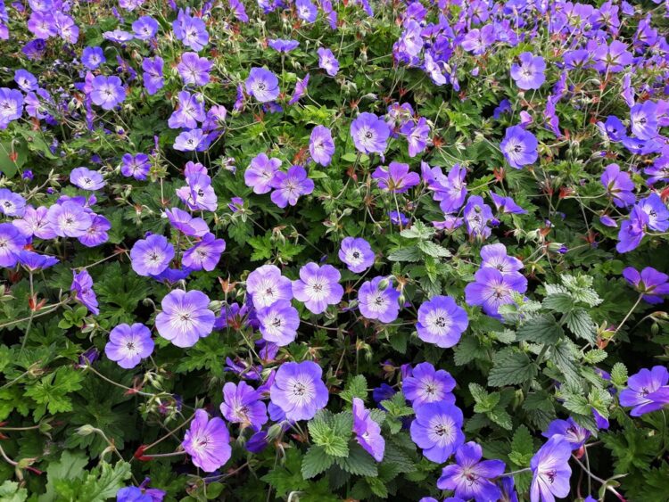 MASSES OF FLOWERS ON GERANIUM ROZANNE PLANT IN SUMMER