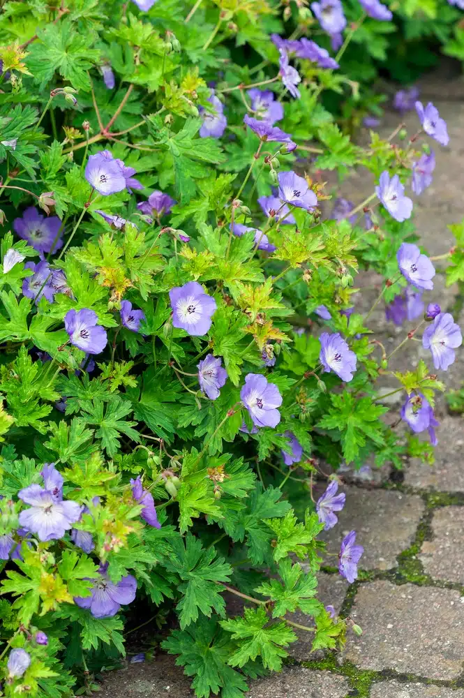 GERANIUM ROZANNE PLANT GROWING NEXT TO A BRICK PATH