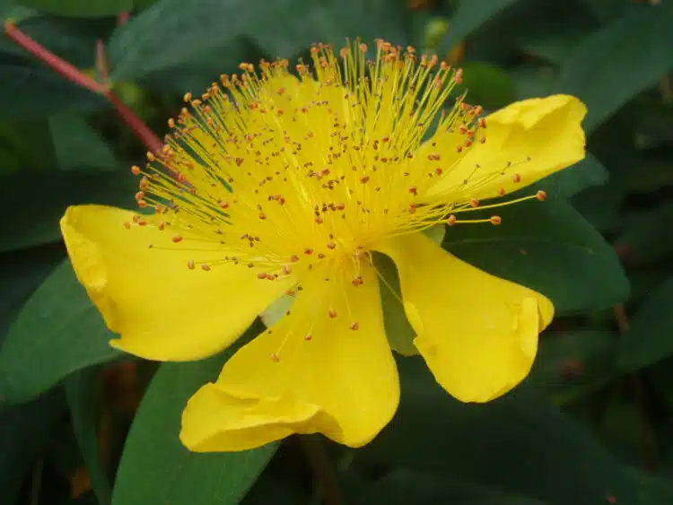 HYPERICUM CALYCINUM FLOWER DETAIL