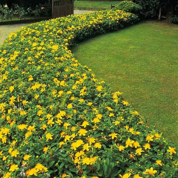 BED FULL OF HYPERICUM CALYCINUM IN FLOWER