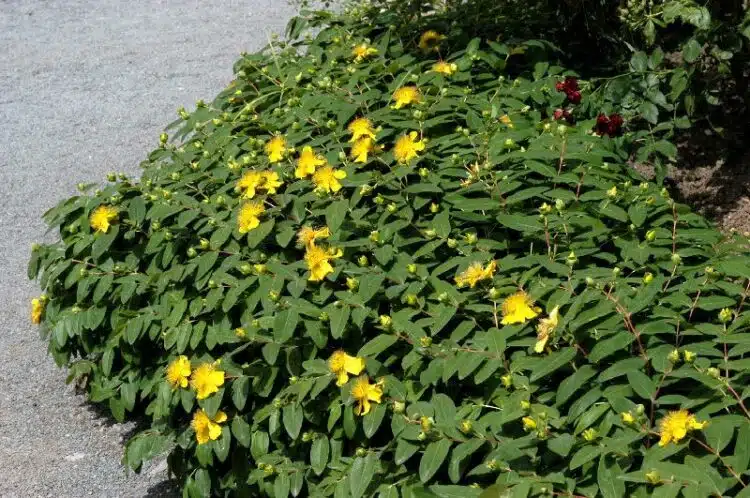 hYPERICUM CALYCINUM PLANT WITH YELLOW FLOWERS