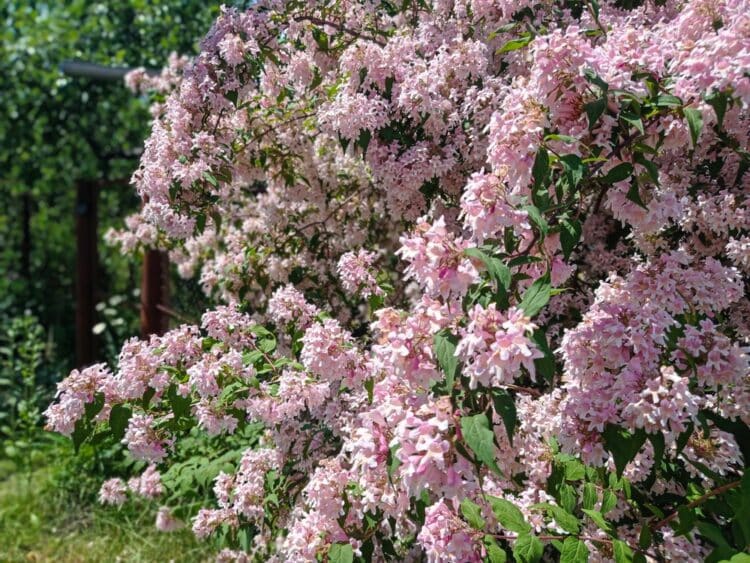 KOLKWITZIA AMABILIS PINK CLOUD GROWING IN A GARDEN WITH MANY TRUMPET SHAPED PINK FLOWERS