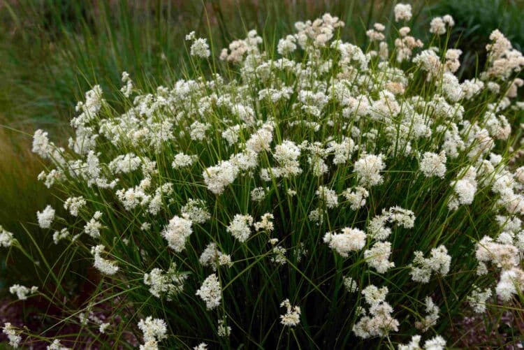 MATURE LUZULA NIVEA PLANT WITH MANY WHITE FLOWERS