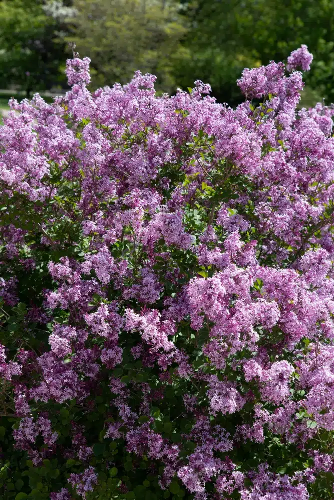 MATURE SYRINGA MEYERI PALIBIN SHRUB IN FLOWER