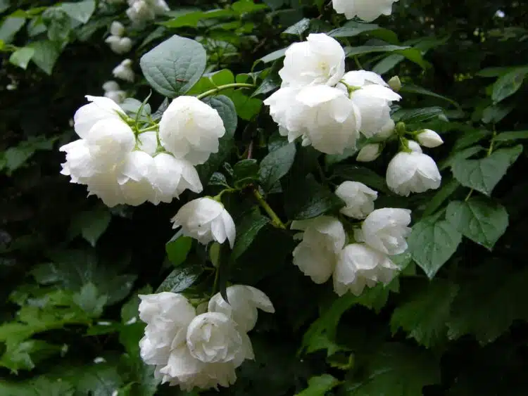 PHILADELPHUS VIRGINAL FLOWER DETAIL