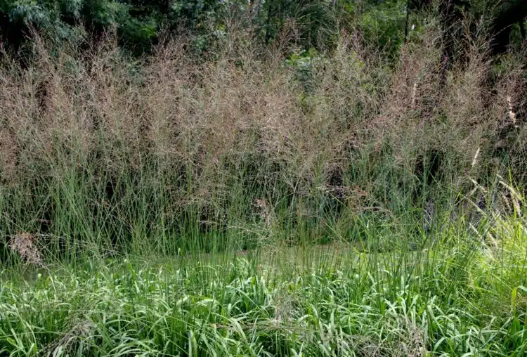 FLOWERING STEMS OF MOLINIA ARUNDINACEA TRANSPARENT