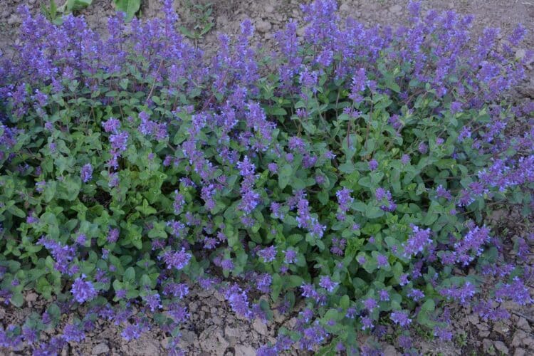 NEPETA X RACEMOSA LITTLE TITCH AS FLOWERING GROUND COVER