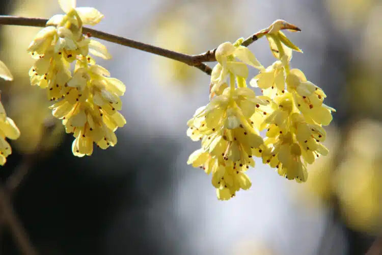 CORYLOPSIS PAUCIFLORA FLOWER DETAIL