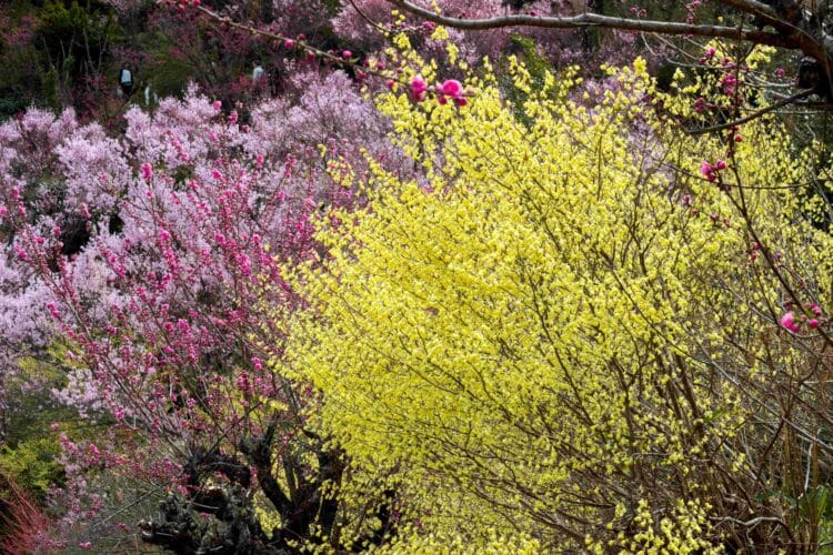 MATURE CORYLOPSIS PAUCIFLORA SHRUB WITH MANY YELLOW FLOWERS