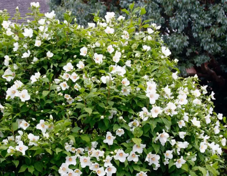 PHILADELPHUS BELLE ETOILE SHRUB IN FLOWER