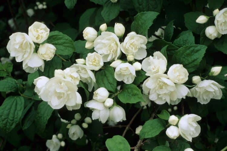 WHITE DOUBLE FLOWERS OF PHILADELPHUS VIRGINAL