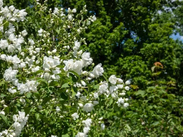 PHILADELPHUS VIRGINAL SHRUB IN FLOWER