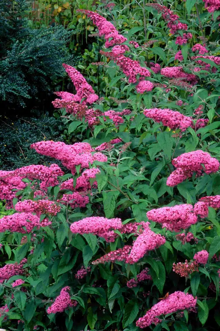 FLOWERS ON A MATURE BUDDLEJA DAVIDII PINK DELIGHT SHRUB