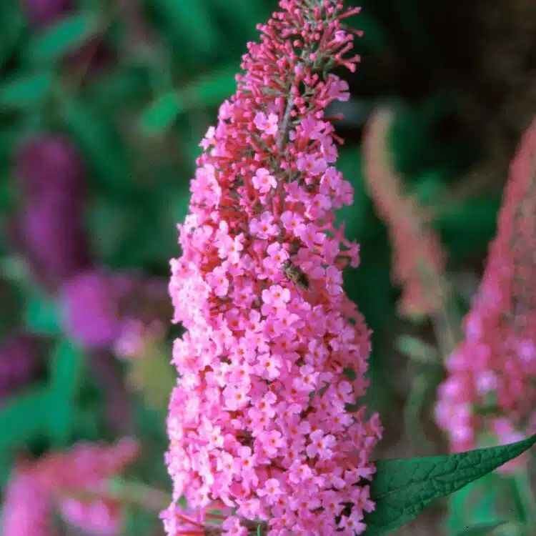 BUDDLEJA DAVIDII PINK DELIGHT FLOWER DETAIL