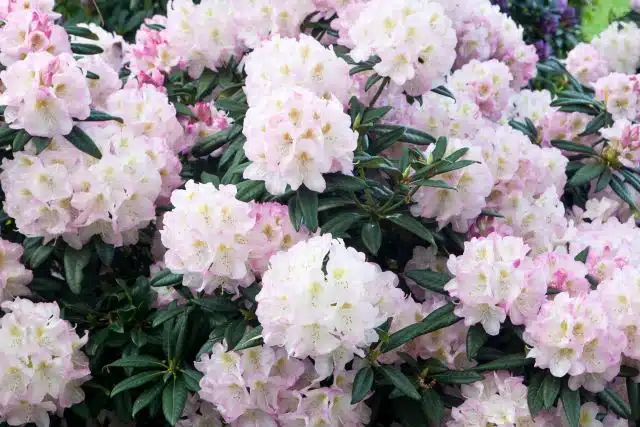 RHODODENDRON GOMER WATERER IN FLOWER