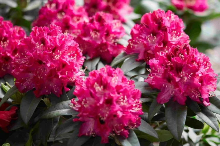 RHODODENDRON MARIE FORTE FLOWER DETAIL