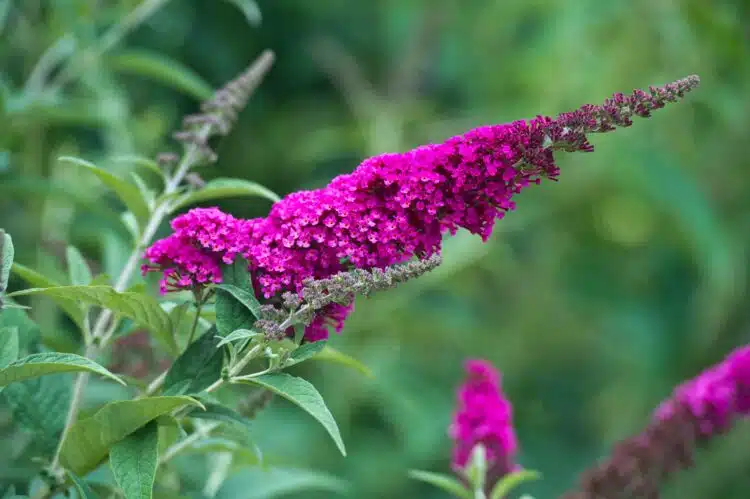 BUDDLEJA DAVIDII ROYAL FLOWER DETAIL