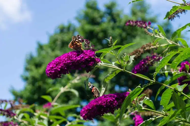 BUTTERFLY FEEDING ON THE FLOWERS OF BUDDLEJA DAVIDII ROYAL RED