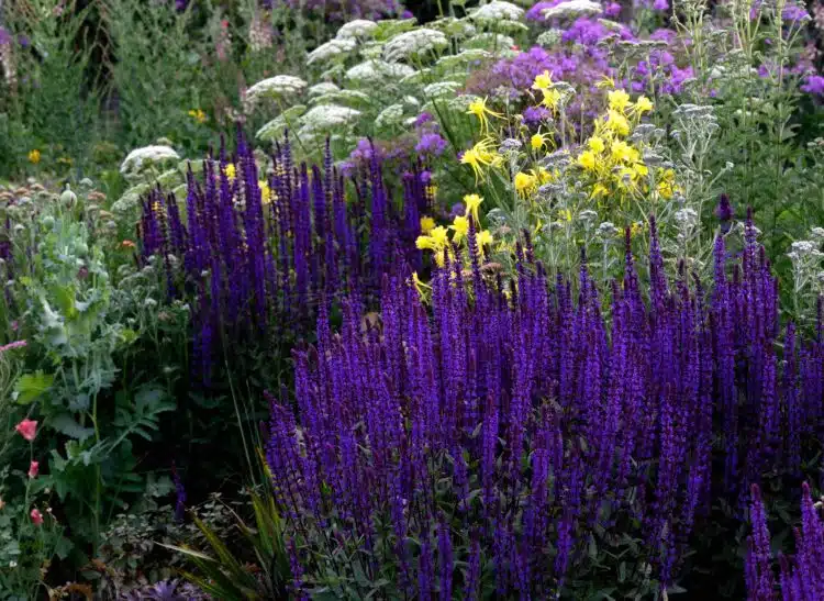 BOLD GROUP OF SALVIA NEMOROSA CARADONNA IN FLOWER